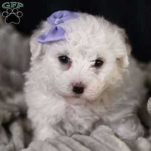 Bella, Bichon Frise Puppy